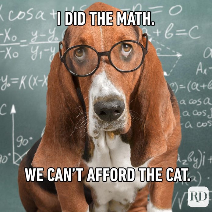 Dogmeme13