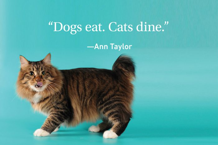 Cat on turquoise background with a quote