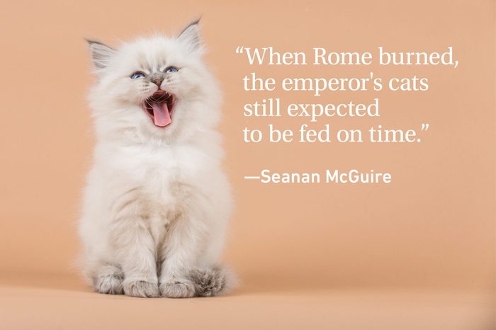 Hungry kitten on orange background with a quote on it