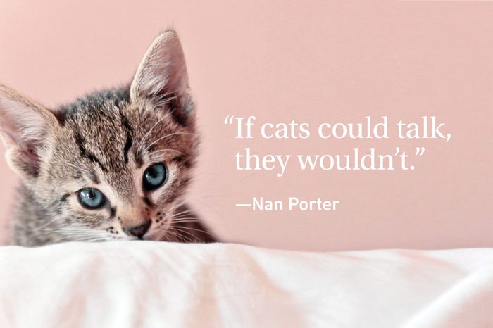 Kitten on pink background with a quote on cats
