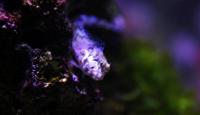 Mediterranean Tompot blenny fish - (Parablennius gattorugine)