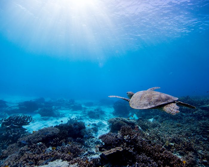 Deep Blue Vibes