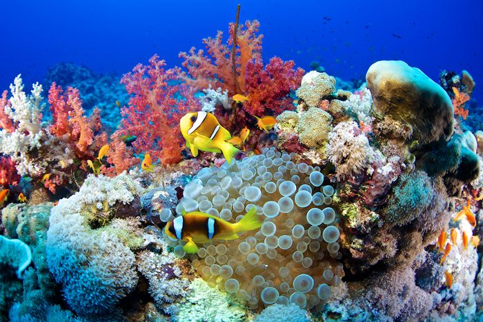 Clown fish-Amphiprion bicinctus