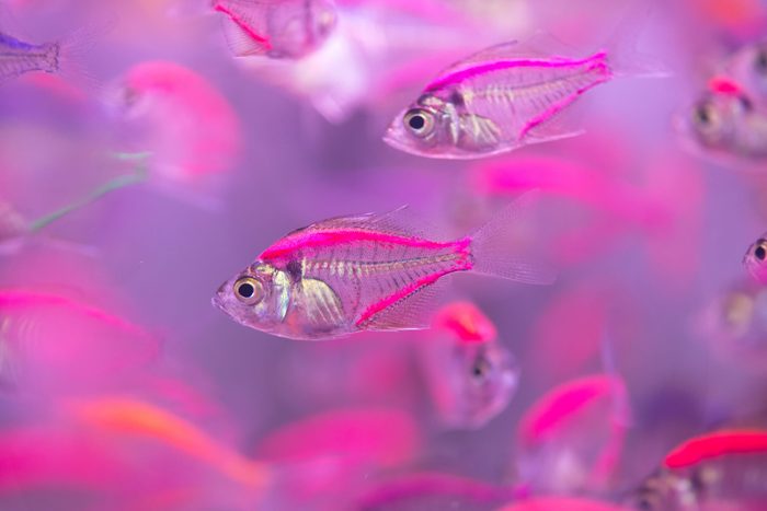 Beautiful fish,fish
