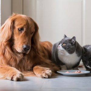 Dog rests beside two cats; one cat eats from a plate on a tiled floor indoors.
