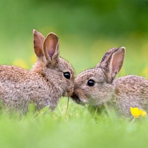 Two rabbits nuzzle closely, surrounded by lush green grass and scattered yellow flowers.