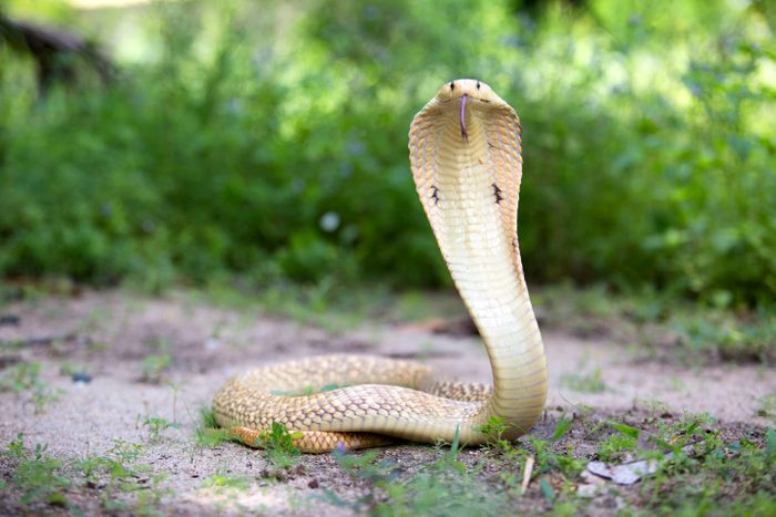 wild cobra spreading the hood