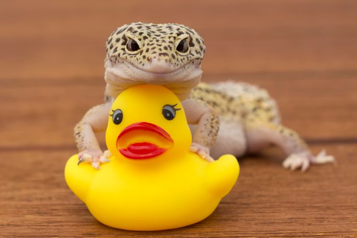 Animal protection