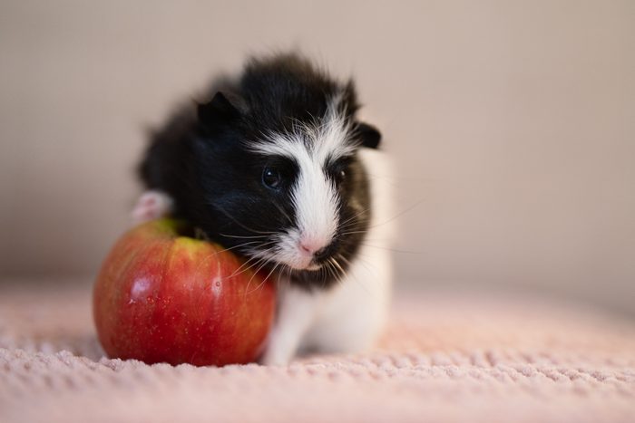 Guinea pig