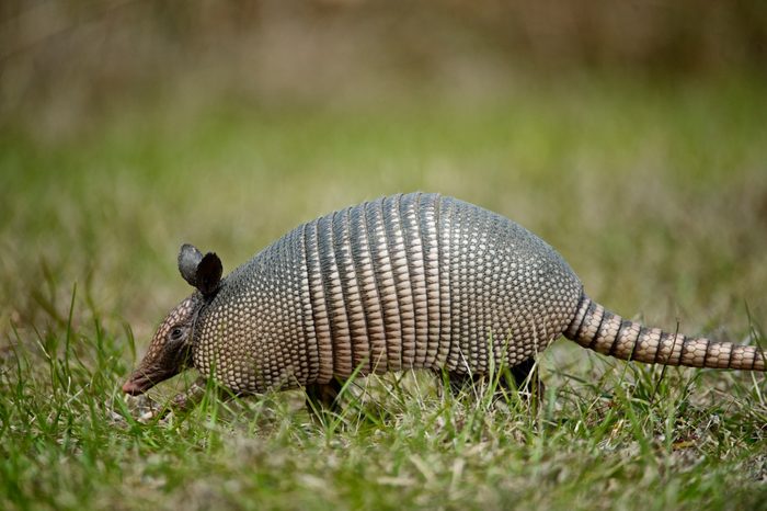 Nine-banded Armadillo (Dasypus novemcinctus) walking through grass, Florida, USA