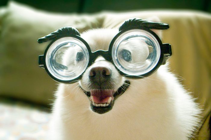 Opia dog