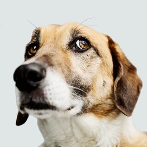 Dog gazes upward, with a soft expression; background is a plain light color.