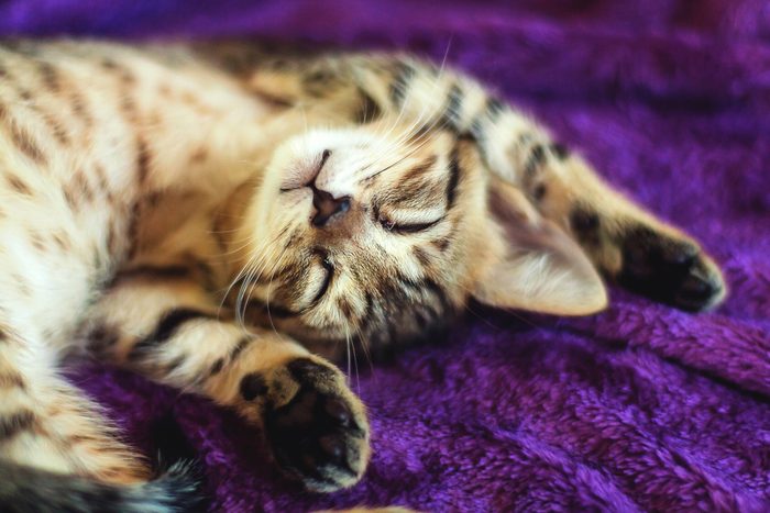 New Kitten