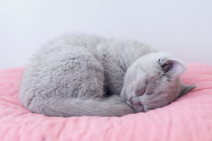 Gatito durmiendo