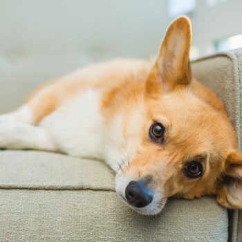 Corgi lies resting on a beige sofa, looking attentively forward, with natural light entering through nearby windows.