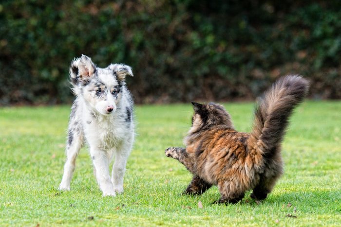 Fight like cat and dog!
