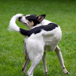 Dog chases tail, playfully spinning in a green grass field.
