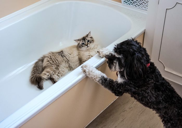 Cat and dog playing