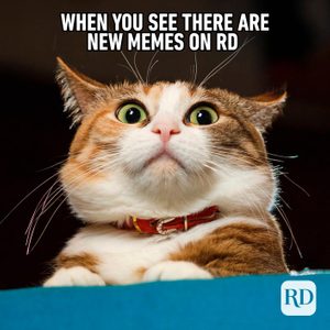 Cat looks surprised, peering upward from below. Text above reads, 