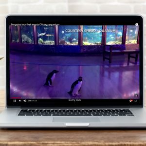 Laptop displays video of two penguins walking inside an aquarium; plant, mug, and glasses are on a wooden table next to it.