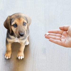 Puppy sits attentively, watching a hand holding a small pill, on a light wooden floor.