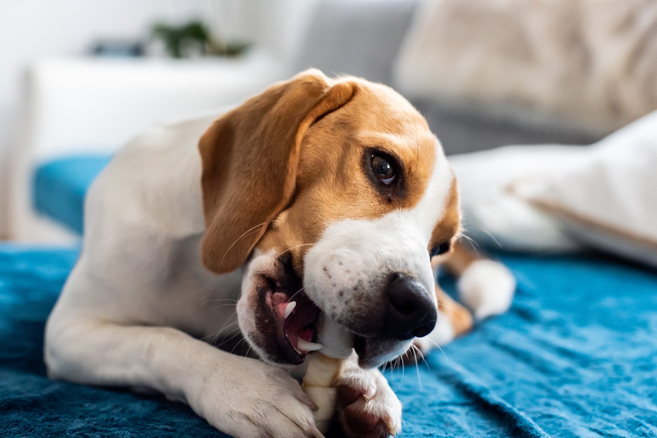 Why Do Dogs Bring Their Food Somewhere Else to Eat It?