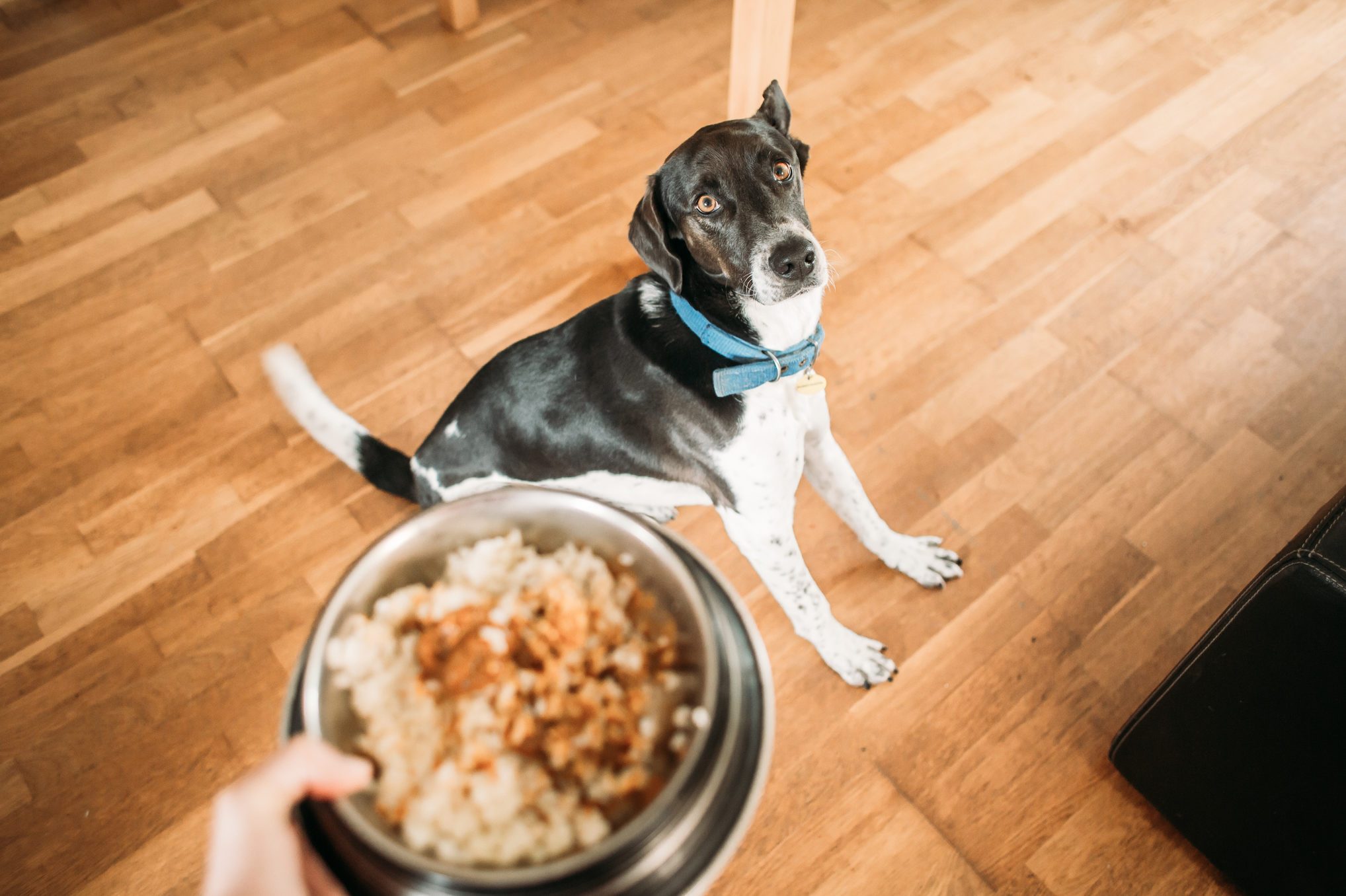 black and white dog seated awaiting for its food bowl