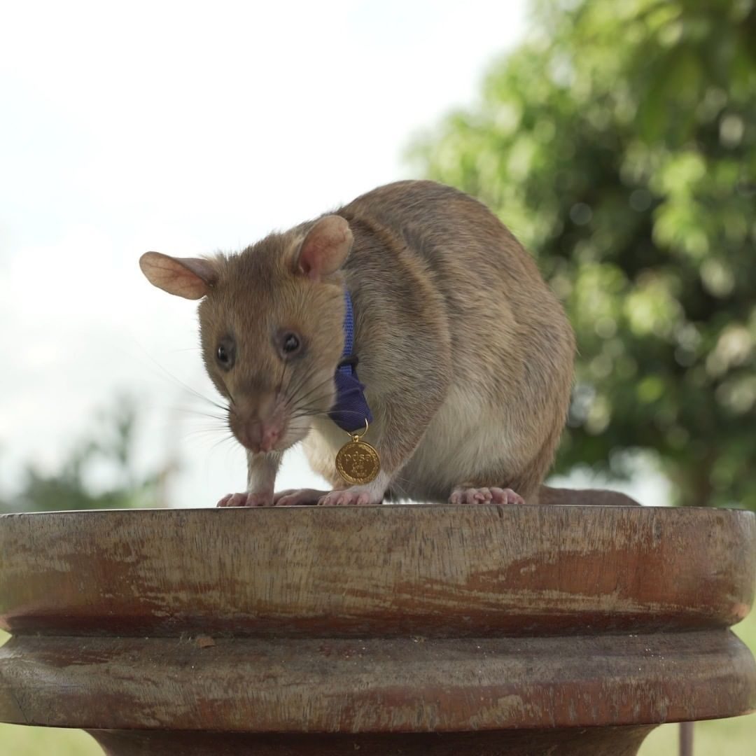 big rat medal of honor