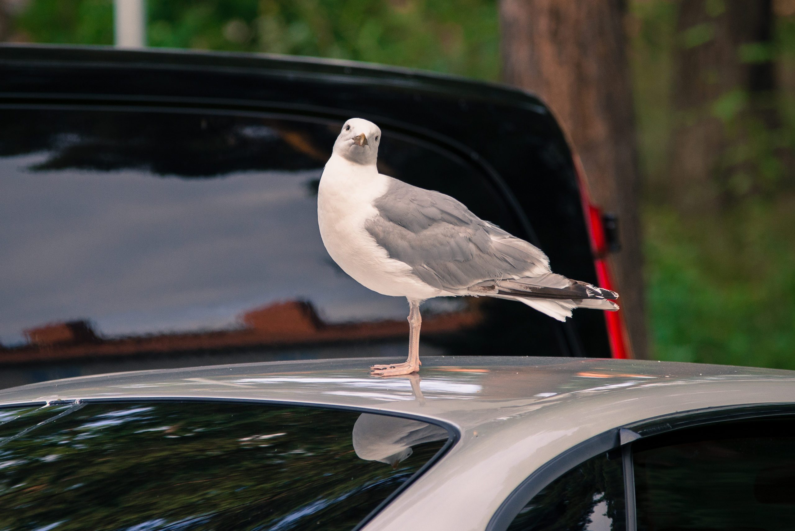 Bird on a roof