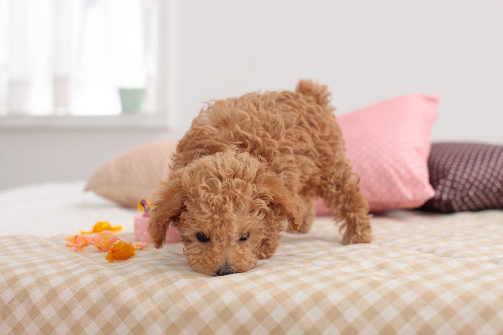 Poodle