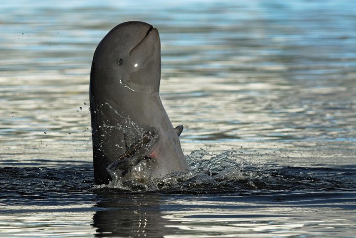 Irrawaddy dolphins, orcaella brevirostris