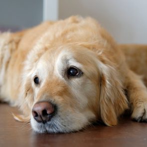 Golden retriever lies resting on a wooden floor, indoors with soft lighting and peaceful ambiance.