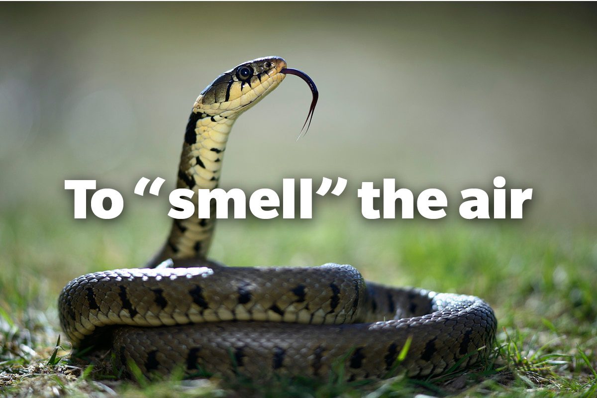 To "smell" the air