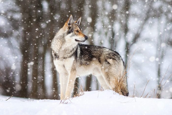 a dog that looks like a wolf standing in the snow
