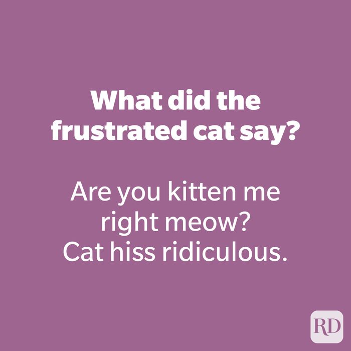What did the frustrated cat say?