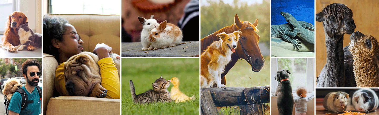 Animals engage in various activities: a dog and cat sitting; a person cuddling a dog; rabbits resting; a horse and dog standing outdoors.