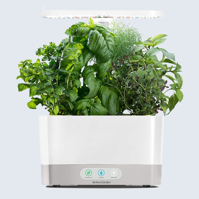 AeroGarden grows herbs under an LED light; control buttons on the base manage plant food and water settings.
