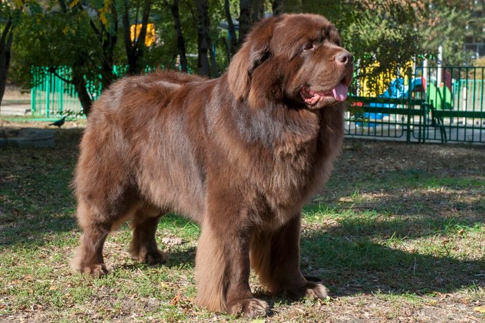 Brown Newfoundland dog in the park