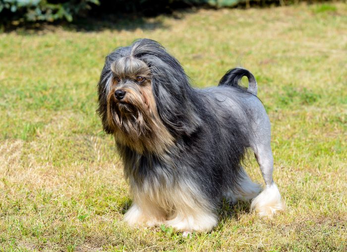 Little Lion Dog is on the grass in park