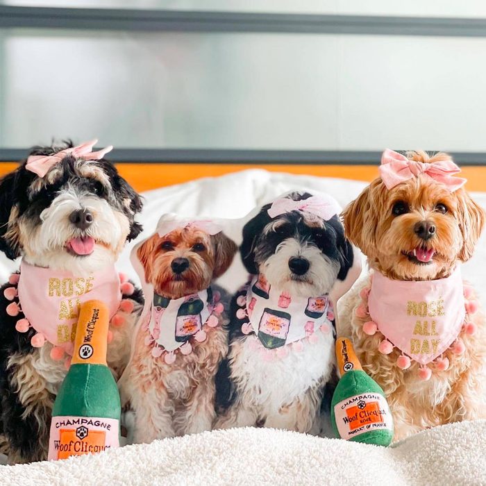 Dogs wear pink bibs, sit on a bed with plush champagne bottles. The text on bibs says 