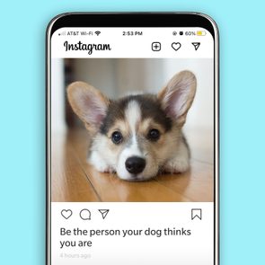 A corgi puppy lies on a wooden floor, captured in an Instagram post with the caption: 