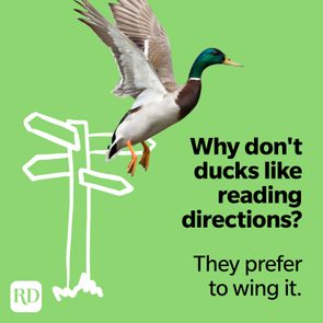 Duck flying in front of a green background with a drawn signpost. Text: 