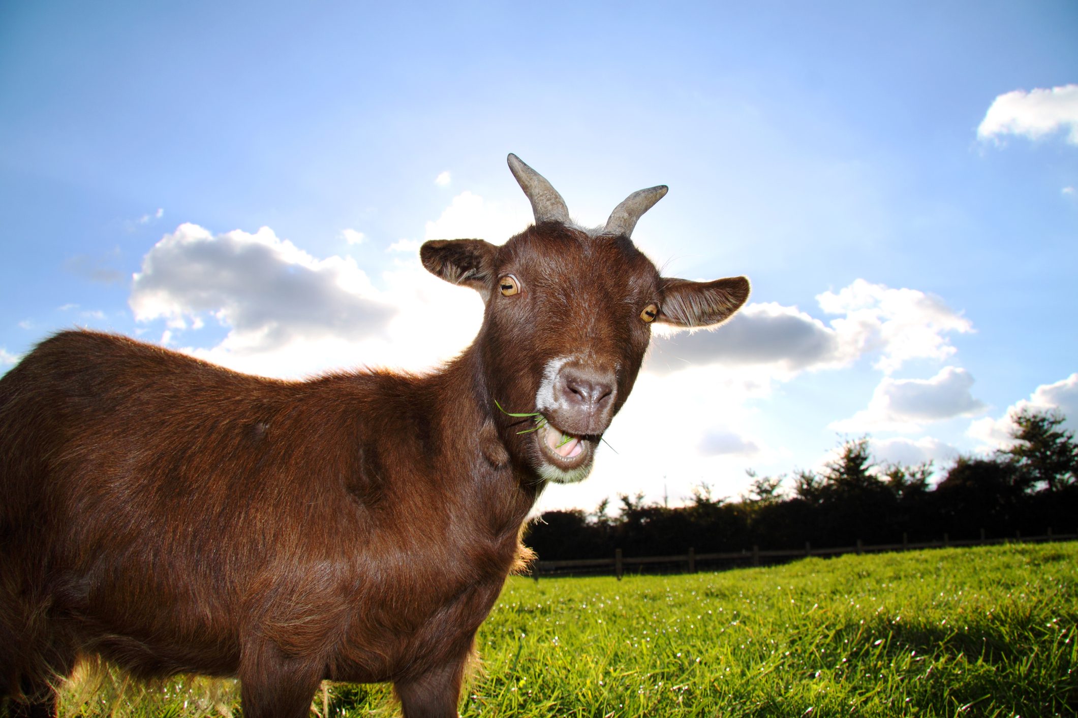 A cute farm pigmy goat pulls a fun expression