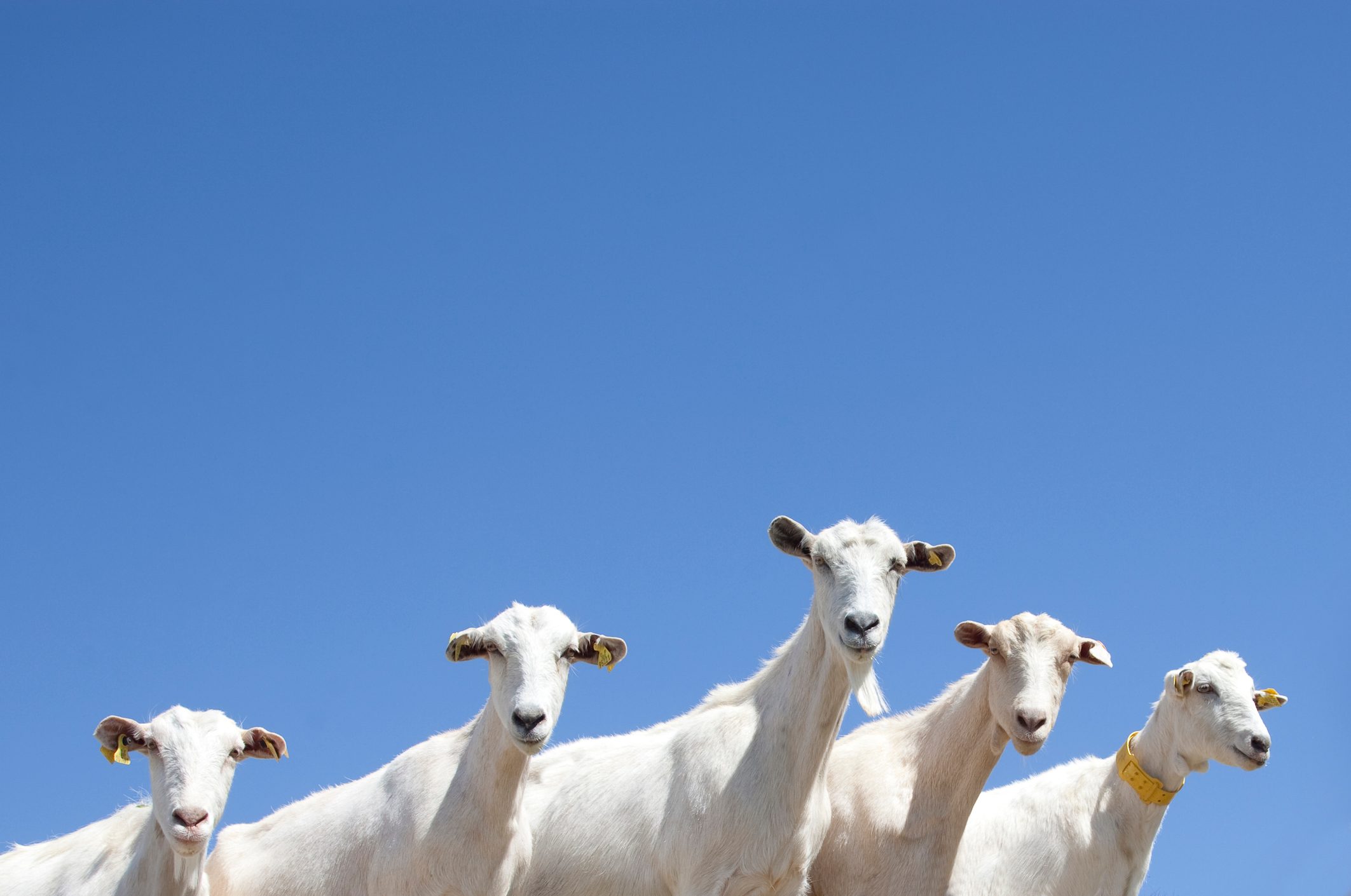 Goats staring.