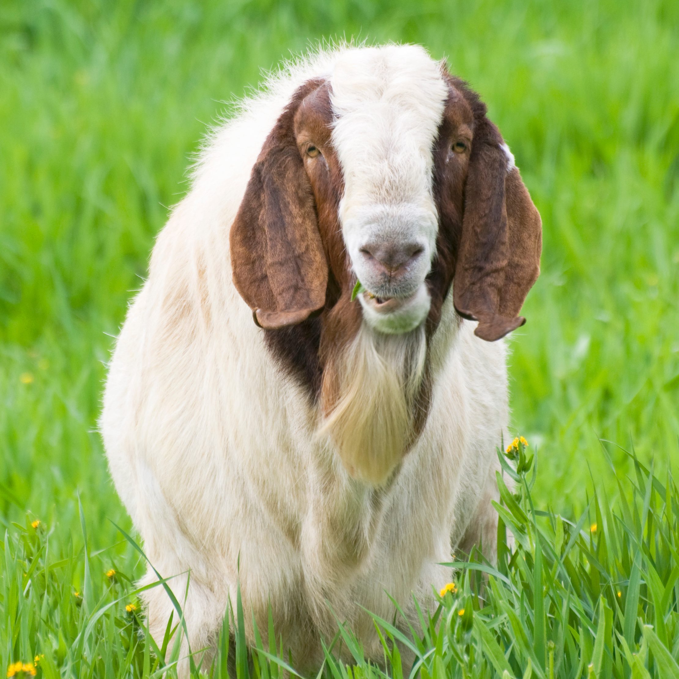 Goat