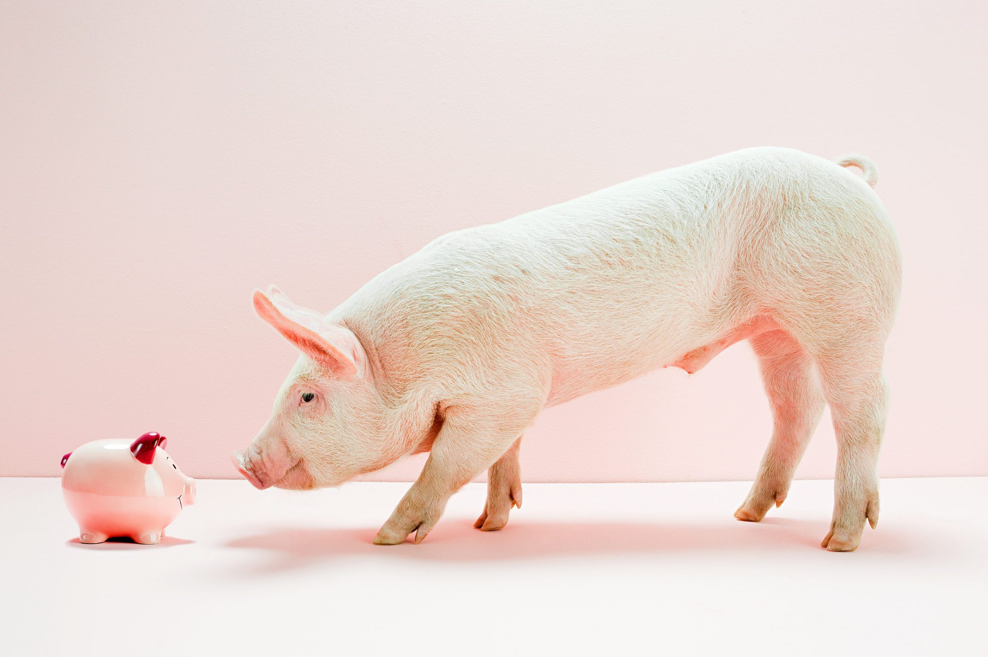 Piglet looking at piggy bank in studio