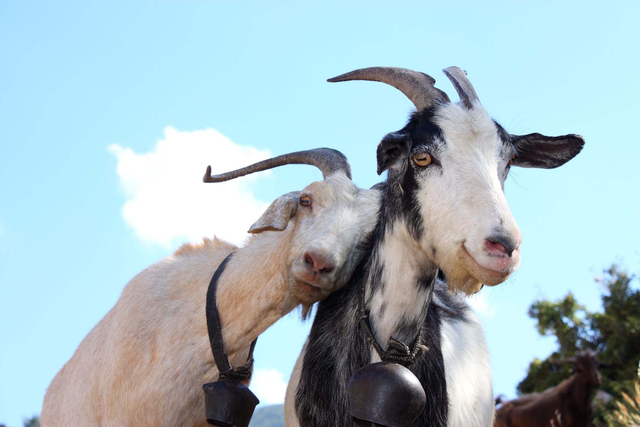 Goats