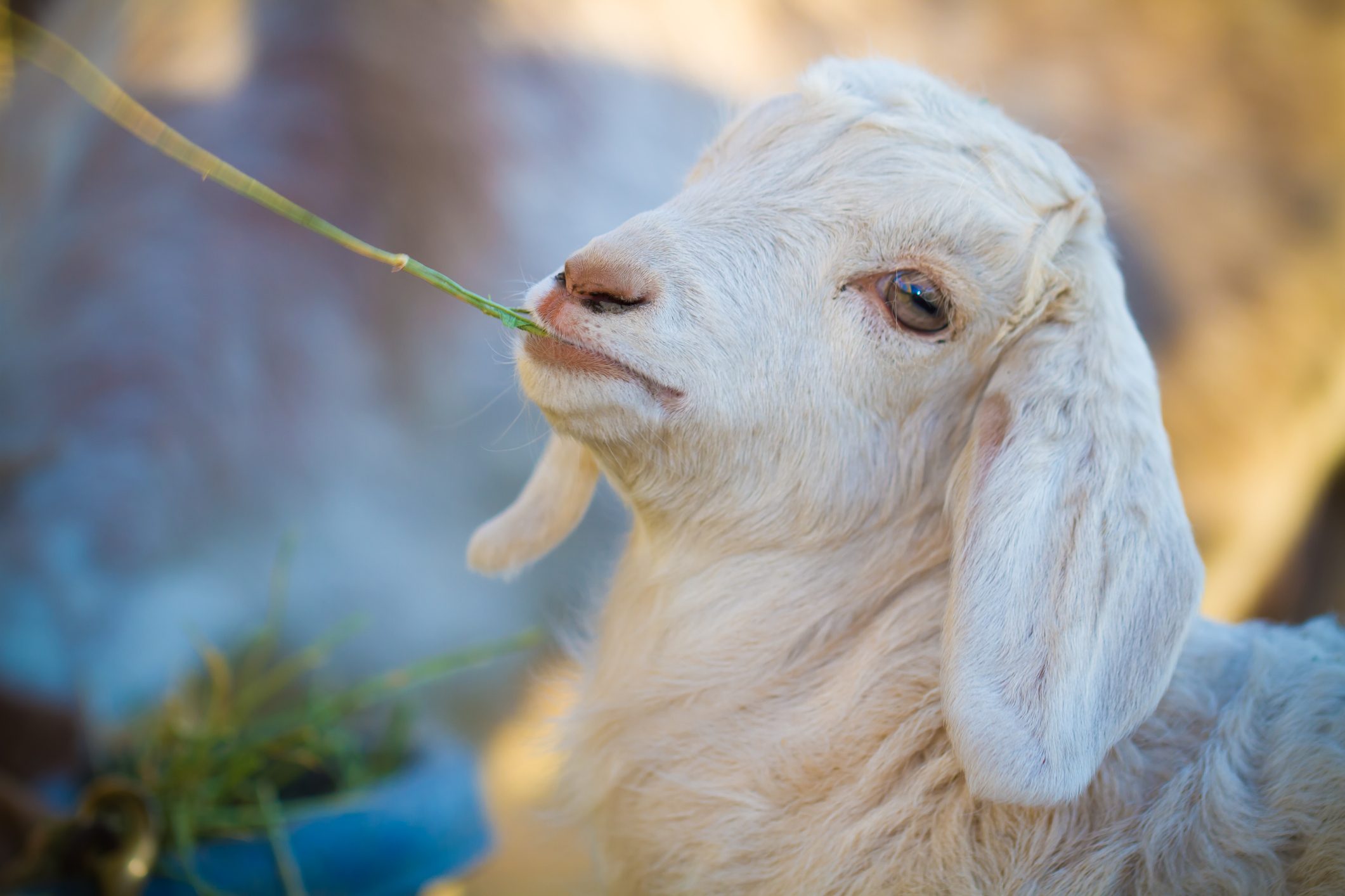Baby Boer goat