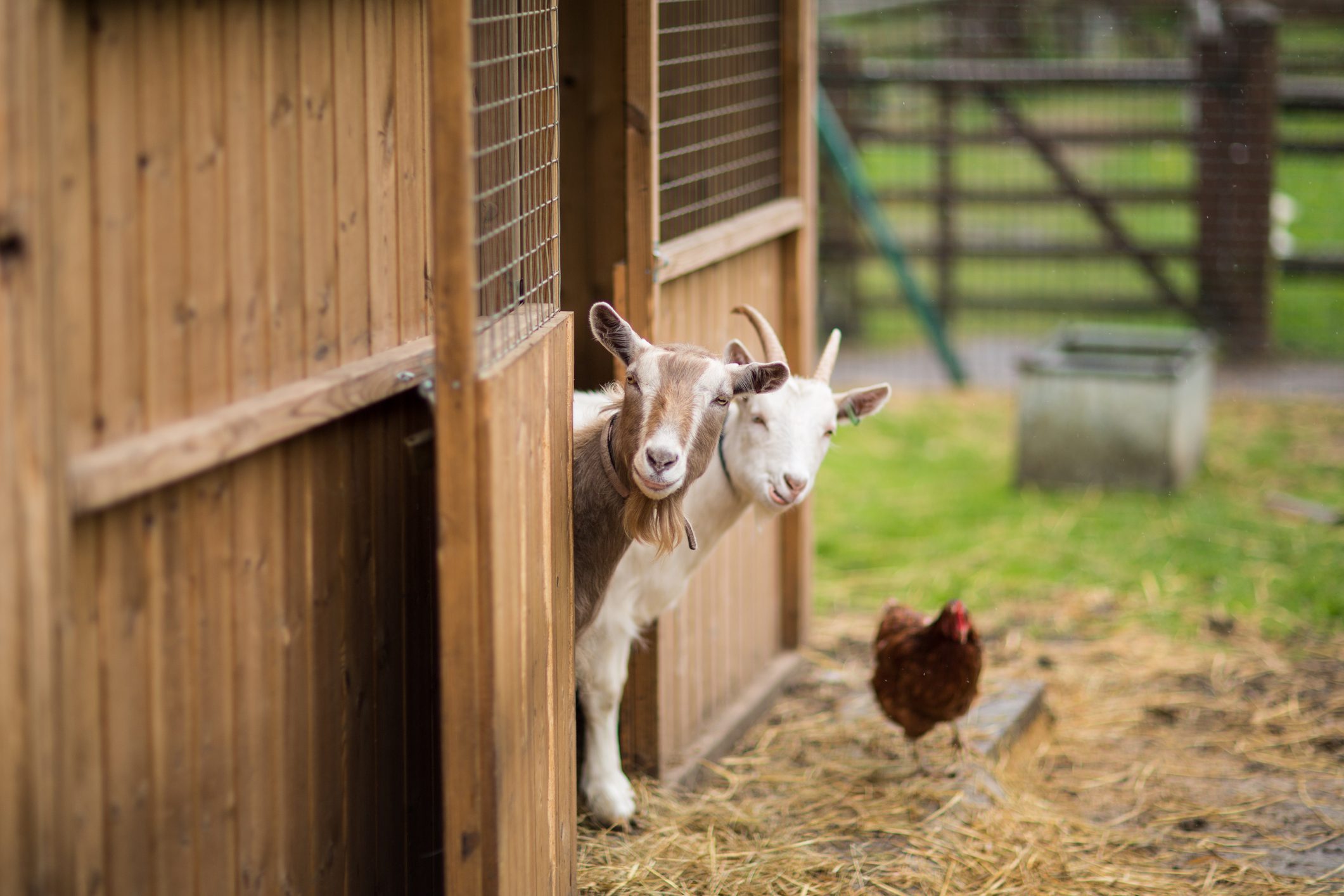 Goats