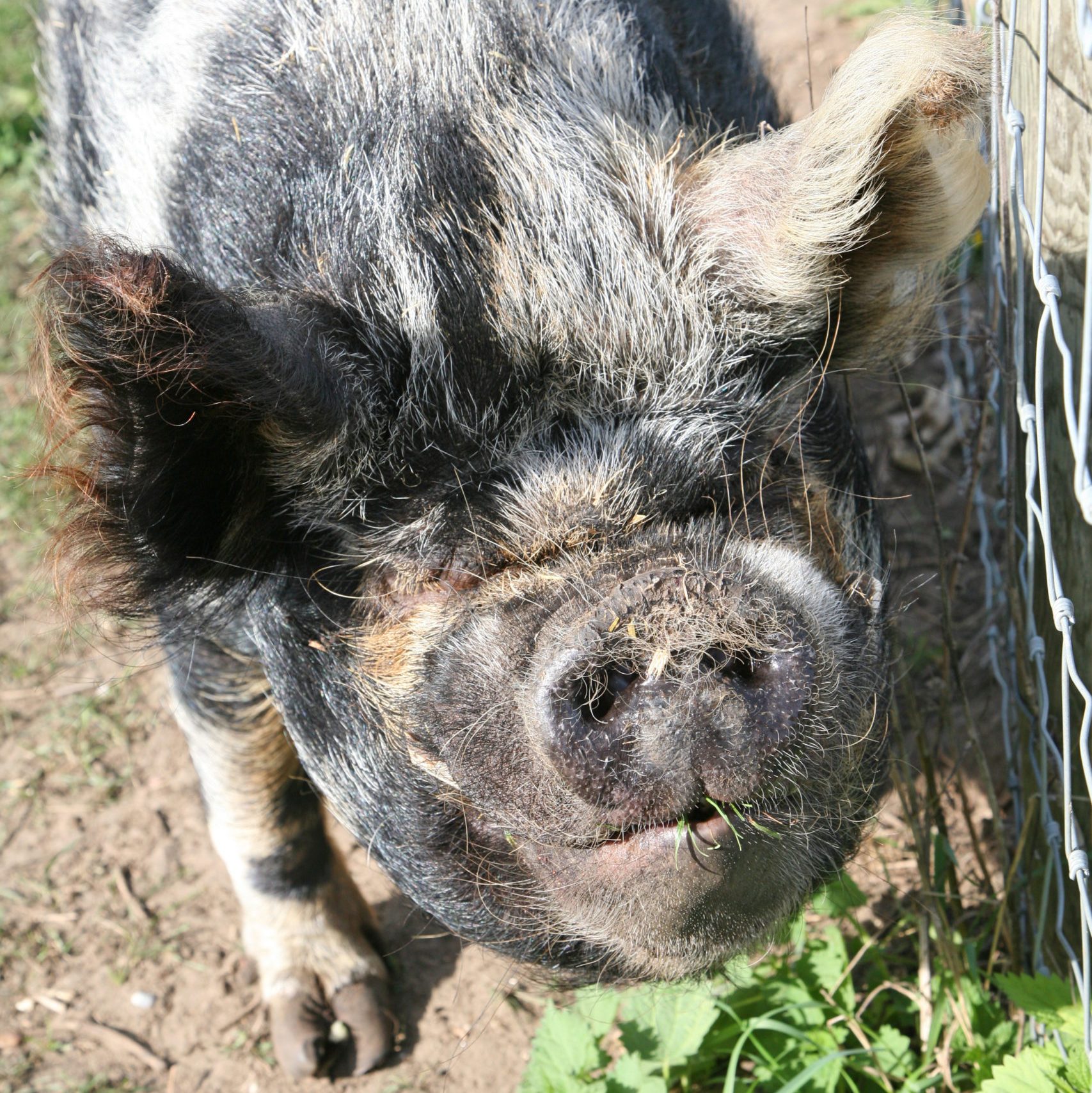 pig looking up at camera